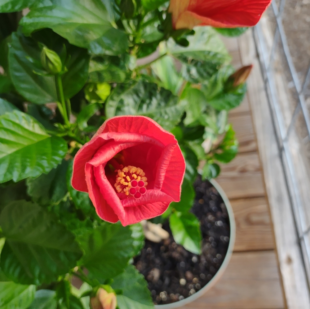 Hibiscus